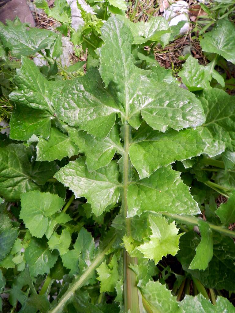 Sonchus oleraceus / Grespino comune